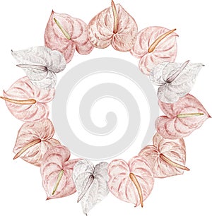 Tropical flowers, blush pink and white anthuriums. Watercolor hand-drawn floral circle frame