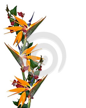 Tropical Flowers Border Bird of paradise