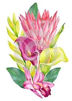 Tropical flowers, callas, orchids, bromeliad, protea. watercolor illustration on isolated white background