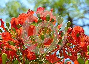 Tropical flowers close up and macro photography taken in mexico