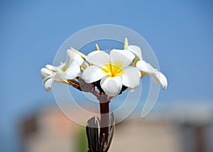 Tropical flowers close up and macro photography taken in mexico