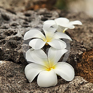 Tropical flowers frangipani