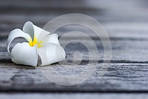 Tropical flowers frangipani