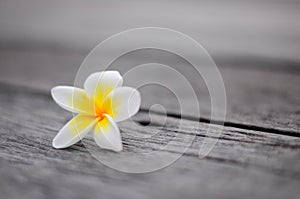 Tropical flowers frangipani background