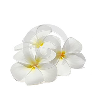 Tropical flowers frangipani isolated on white