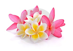 Tropical flowers frangipani plumeria isolated on white backgro