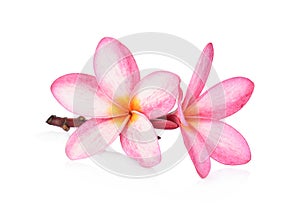 Tropical flowers frangipani plumeria isolated on white backgro