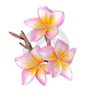 Tropical flowers frangipani (plumeria) isolated on white background.