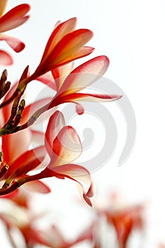 Frangipani Flower closeup. photo