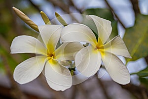 Tropical flowers, frangipani or prumelia couple for romantic flowers and honeymoon flowers