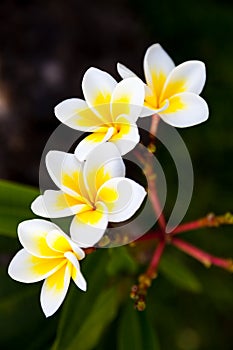 Tropical flowers frangipani (plumeria) on green background photo