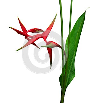 Tropical flowers Heliconia bihai flower