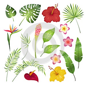 Tropical flowers and leaves. Caribbean tropical flower leaf hibiscus orchid hawaii exotic, garden jungle summer image photo