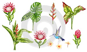 Tropical flowers, leaves, hummingbirds. Set of watercolor cliparts. Realistic botanical illustration.