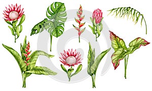 Tropical flowers and leaves. Set of watercolor cliparts. Realistic botanical illustration.