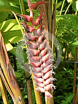 Tropical flowers, Lobster claws, Heliconia bihai Lobster Salmon