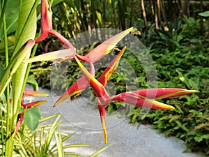 Tropical flowers, Lobster claws, Heliconia irrasa Red/Yellow