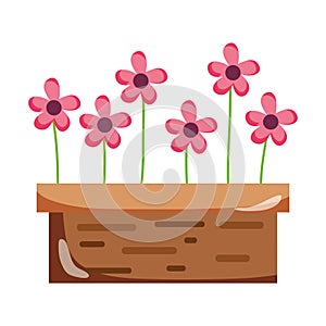 Tropical flowers with petals inside wood plantpot
