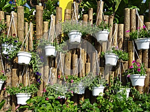 The tropical flowers are planted in small pots and hung along the bamboo fence.