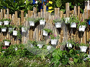 The tropical flowers are planted in small pots and hung along the bamboo fence.