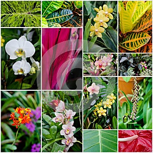 Tropical flowers and plants