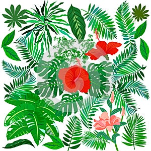 Tropical flowers and plants set