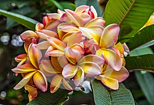 Tropical flowers Plumeria blooming, Madeira, Portugal