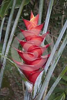 Tropical Flowers: Red Heliconia photo