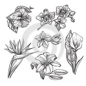 Tropical flowers set, vector sketch illustration. Hand drawn tropic nature and floral design elements.