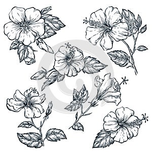 Tropical flowers set, vector sketch illustration. Hand drawn tropic nature and floral design elements