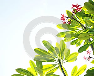 Tropical flowers and sky background