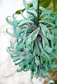 Tropical flowers, strongylodon, jade vine