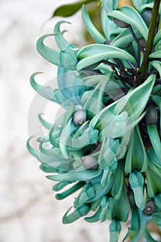 Tropical flowers, strongylodon, jade vine