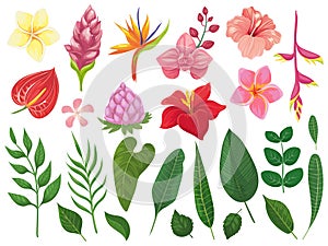 Tropical flowers. Tropics flower leaves, summer leaf on branch and tropic wild plants leafs vector illustration set