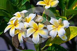 Tropical flowers in Uteroa, Raiatea, Îles Sous le Vent (Leeward Islands) French Polynesia