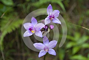 Tropical Flowers: Wild Bamboo Orchids