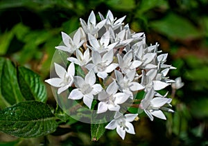 Tropical flowers on a winter morning