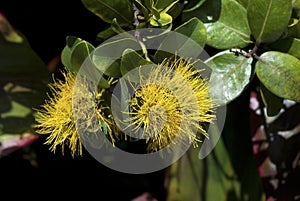 Tropical flowers - Yellow Ohia - Lehua Mamo