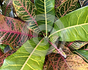 Tropical Foliage