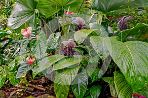 White Batflowers, Princeville Botanical Gardens, Kauai, Hawaii, USA photo