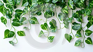 Tropical Foliage Border: Green Leaves of Devil\'s Ivy or Golden Pothos Nature Frame on White Background