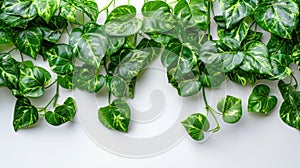 Tropical Foliage Border: Green Leaves of Devil\'s Ivy or Golden Pothos Nature Frame on White Background