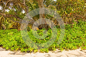 Tropical foliage at friendship bay,bequia