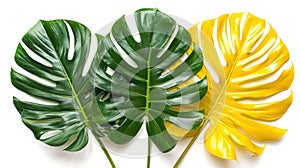 Tropical Foliage: Monstera Deliciosa & Yellow Palm Leaves Isolated on White