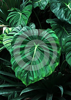 Tropical foliage. Philodendron pastazanum aroid plant leaves in cloud forest