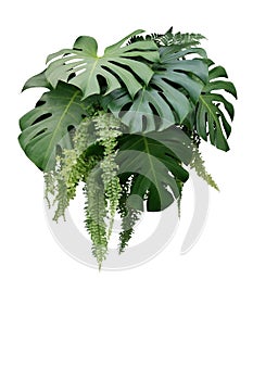 Tropical foliage plant bush of Monstera and hanging fern green l