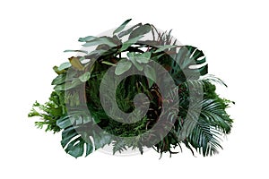 Tropical foliage plant bush Monstera, palm leaves, Calathea, Cordyline or Hawaiian Ti plant, ferns, and fir floral arrangment