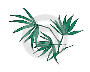 Tropical foliage plant with leaf. Jungle palm leaves. Botanical drawing of rainforest Hawaii branches. Contoured hand