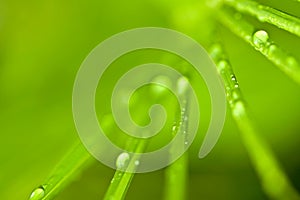 Tropical foliage with water drops