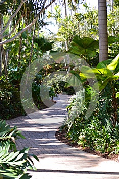 Tropical foothpath exotic palm forest